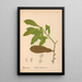 Reproductie van het schilderij Geneeskrachtige planten Pl058 - Charles Frederick Millspaugh