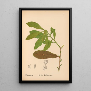 Charles Frederick Millspaugh - Medicinal Plants Pl058.webp