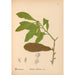 Reproductie van het schilderij Geneeskrachtige planten Pl058 - Charles Frederick Millspaugh