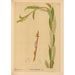 Geneeskrachtige planten Pl059 - Charles Frederick Millspaugh — weergave van het kunstwerk