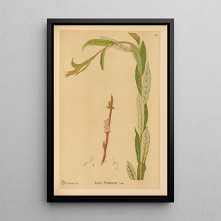 Charles Frederick Millspaugh - Medicinal Plants Pl059.webp
