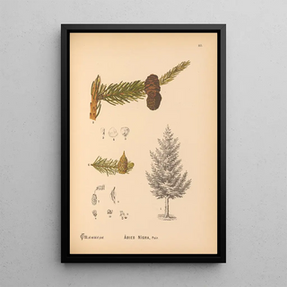 Charles Frederick Millspaugh - Medicinal Plants Pl061.webp