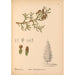 Reproductie van het schilderij Geneeskrachtige planten Pl063 - Charles Frederick Millspaugh