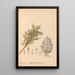 Reproductie van het schilderij Geneeskrachtige planten Pl064 - Charles Frederick Millspaugh