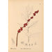 Reproductie van het schilderij Geneeskrachtige planten Pl066 - Charles Frederick Millspaugh
