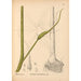 Geneeskrachtige planten Pl067 - Charles Frederick Millspaugh — weergave van het kunstwerk