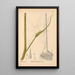 Geneeskrachtige planten Pl067 - Charles Frederick Millspaugh — ingelijst kunstwerk aan de muur