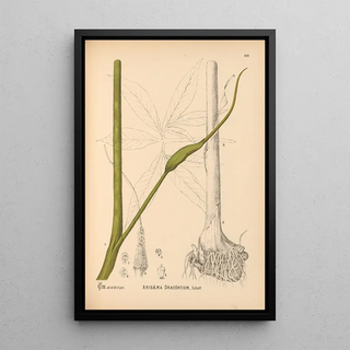Charles Frederick Millspaugh - Medicinal Plants Pl067.webp