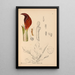 Reproductie van het schilderij Geneeskrachtige planten Pl068 - Charles Frederick Millspaugh