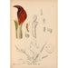Reproductie van het schilderij Geneeskrachtige planten Pl068 - Charles Frederick Millspaugh