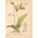 Geneeskrachtige planten Pl069 - Charles Frederick Millspaugh — weergave van het kunstwerk