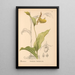 Geneeskrachtige planten Pl069 - Charles Frederick Millspaugh — ingelijst kunstwerk aan de muur