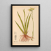 Reproductie van het schilderij Planten medicinale Pl070 - Charles Frederick Millspaugh