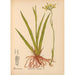 Reproductie van het schilderij Planten medicinale Pl070 - Charles Frederick Millspaugh
