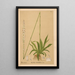 Geneeskrachtige planten Pl071 - Charles Frederick Millspaugh — ingelijst kunstwerk aan de muur