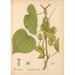 Plantenmedicinale Schilderij Pl073 - Charles Frederick Millspaugh — weergave van het kunstwerk