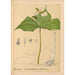Geneeskrachtige planten Pl074 - Charles Frederick Millspaugh — weergave van het kunstwerk