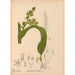 Reproductie van het schilderij Geneeskrachtige planten Pl075 - Charles Frederick Millspaugh