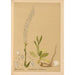 Geneeskrachtige planten Pl076 - Charles Frederick Millspaugh — weergave van het kunstwerk