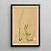 Geneeskrachtige planten Pl076 - Charles Frederick Millspaugh — ingelijst kunstwerk aan de muur