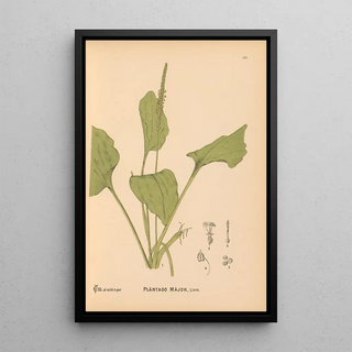 Charles Frederick Millspaugh - Medicinal Plants Pl077.webp