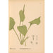 Reproductie van het schilderij Geneeskrachtige planten Pl077 - Charles Frederick Millspaugh
