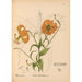 Plantenmedicinale Schilderij Pl078 - Charles Frederick Millspaugh — weergave van het kunstwerk