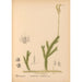 Geneeskrachtige planten Pl080 - Charles Frederick Millspaugh — weergave van het kunstwerk