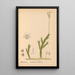 Geneeskrachtige planten Pl080 - Charles Frederick Millspaugh — ingelijst kunstwerk aan de muur