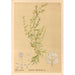 Geneeskrachtige planten Pl082 - Charles Frederick Millspaugh — weergave van het kunstwerk