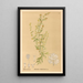 Geneeskrachtige planten Pl082 - Charles Frederick Millspaugh — ingelijst kunstwerk aan de muur