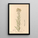Reproductie van het schilderij Geneeskrachtige planten Pl083 - Charles Frederick Millspaugh