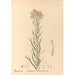 Reproductie van het schilderij Geneeskrachtige planten Pl083 - Charles Frederick Millspaugh