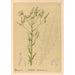 Reproductie van het schilderij Geneeskrachtige planten Pl084 - Charles Frederick Millspaugh