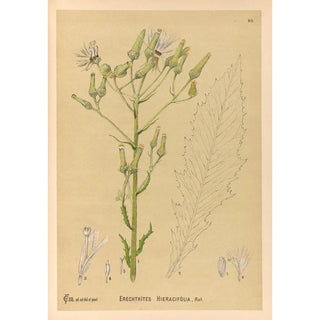 Charles Frederick Millspaugh - Medicinal Plants Pl084.webp