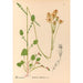 Geneeskrachtige planten Pl085 - Charles Frederick Millspaugh — weergave van het kunstwerk