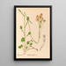 Geneeskrachtige planten Pl085 - Charles Frederick Millspaugh — ingelijst kunstwerk aan de muur