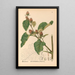 Reproductie van het schilderij Planten medicinale Pl086 - Charles Frederick Millspaugh