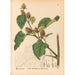 Reproductie van het schilderij Planten medicinale Pl086 - Charles Frederick Millspaugh