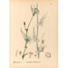Geneeskrachtige planten Pl087 - Charles Frederick Millspaugh — weergave van het kunstwerk