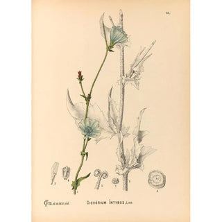 Charles Frederick Millspaugh - Medicinal Plants Pl087.webp