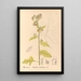 Reproductie van het schilderij Geneeskrachtige planten Pl088 - Charles Frederick Millspaugh