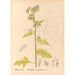 Reproductie van het schilderij Geneeskrachtige planten Pl088 - Charles Frederick Millspaugh
