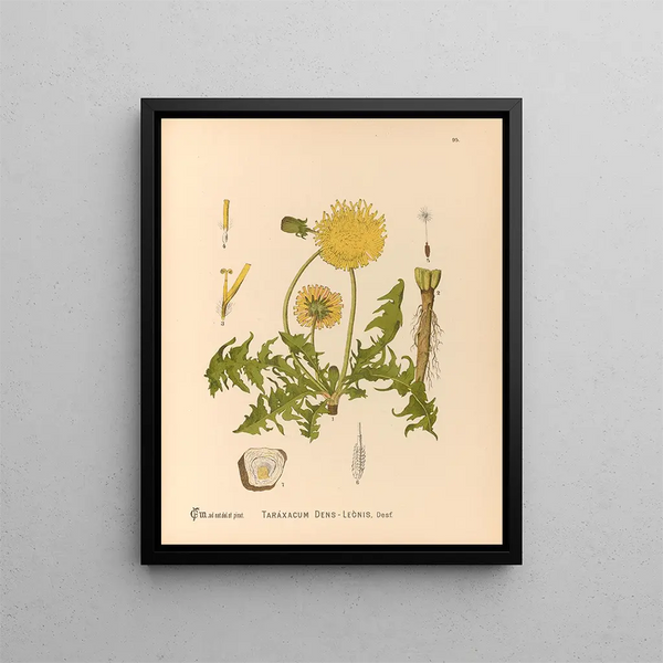 Charles Frederick Millspaugh - Medicinal Plants Pl089.webp