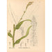 Reproductie van het schilderij Geneeskrachtige planten Pl090 - Charles Frederick Millspaugh