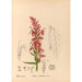 Geneeskrachtige planten Pl091 - Charles Frederick Millspaugh — weergave van het kunstwerk
