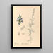 Reproductie van het schilderij Planten medicinale Pl092 - Charles Frederick Millspaugh