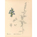 Reproductie van het schilderij Planten medicinale Pl092 - Charles Frederick Millspaugh