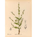 Geneeskrachtige planten Pl093 - Charles Frederick Millspaugh — weergave van het kunstwerk