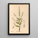 Geneeskrachtige planten Pl093 - Charles Frederick Millspaugh — ingelijst kunstwerk aan de muur